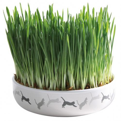 Keramikskål med kattgräs