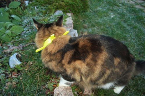 Reflexhalsband för långhåriga katter