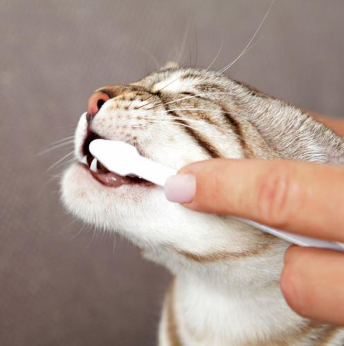 Tandvårds set för katt