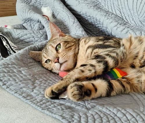 Yeowww Rainbow Catnip