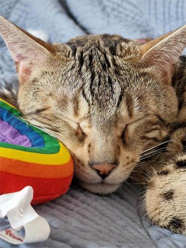 Yeowww Rainbow Catnip