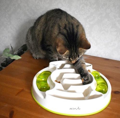 Cat activity Slide & Feed