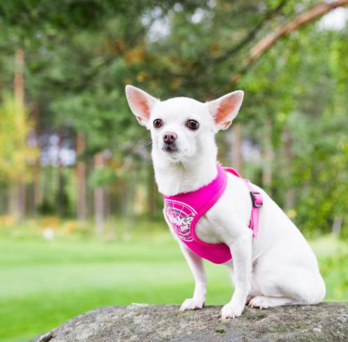 Rukka Comfort Flash Harness Pink
