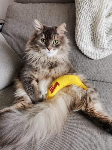 Yeowww Banana Catnip