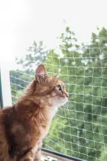 Kattnät transparent 4 x 3 cm