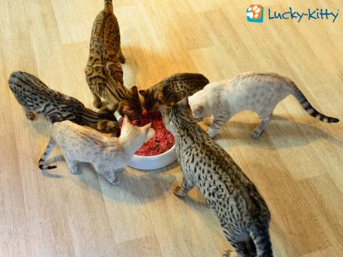 Lucky-Kitty kattmatskål keramik Large