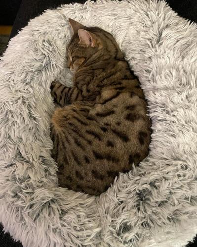 Harvey fluffsäng grå