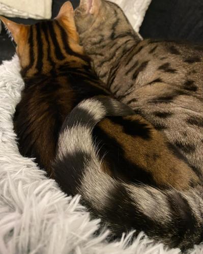 Harvey fluffsäng grå
