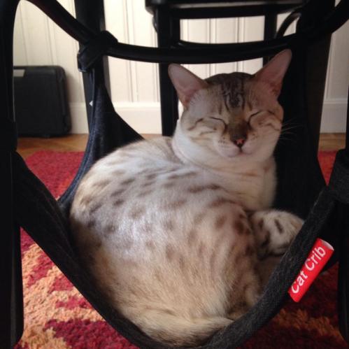 Cat Crib hammock