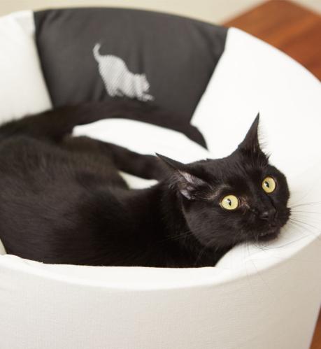 Oti modern catbed