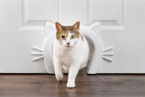 Dekorativ kattpassage för dörr