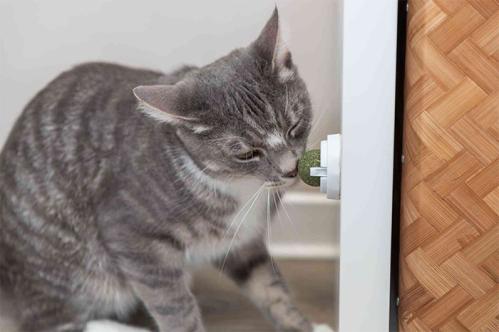 Kattmyntaboll med hållare, 3-pack bollar