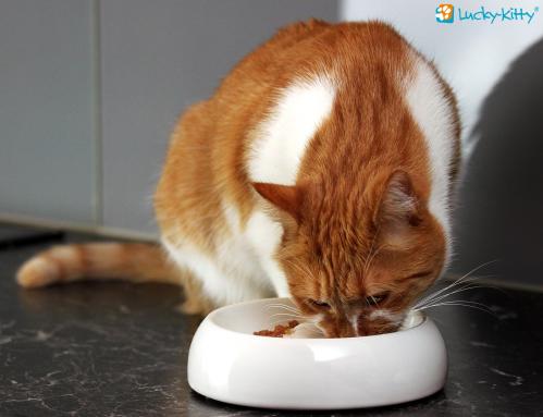 Lucky-Kitty kattmatskål keramik Medium