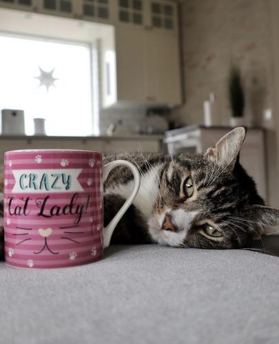 TeMugg Crazy Cat Lady / Purrfect
