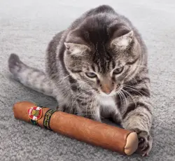 Kong Cat BetterBuzz Cigar