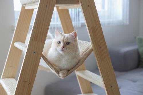 Kattmöbel stege trä