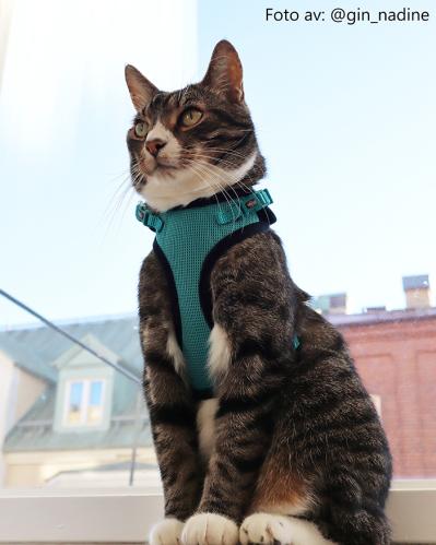 Kattsele Y-sele mesh turkos