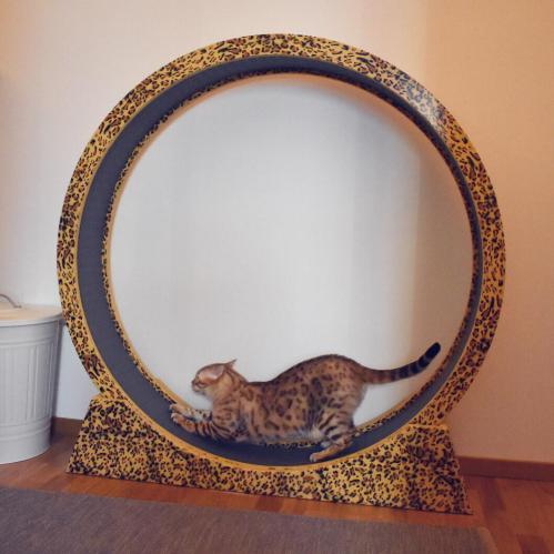 Katthjul catwheel