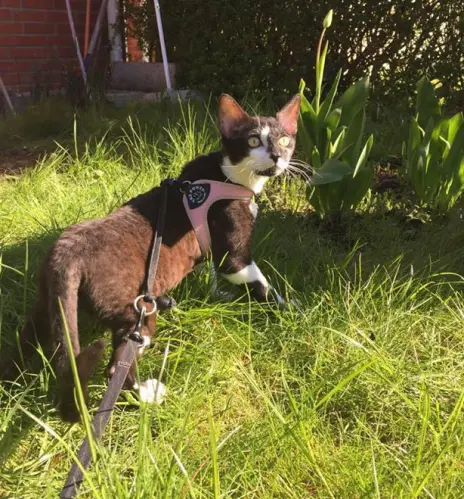 Kattsele Tre Ponti Basic Ljusrosa