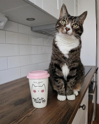 Take-away mugg med lock, MEOW