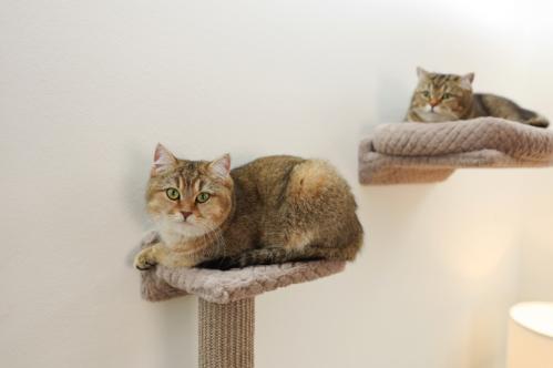 Klättervägg katt Monte Alpi
