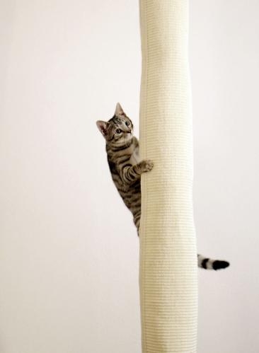 Cat scratching climber