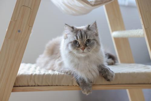 Kattmöbel stege trä