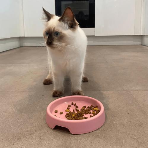 Kattmatskål Beco Steady Rosa
