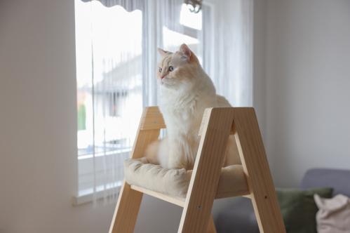 Kattmöbel stege trä