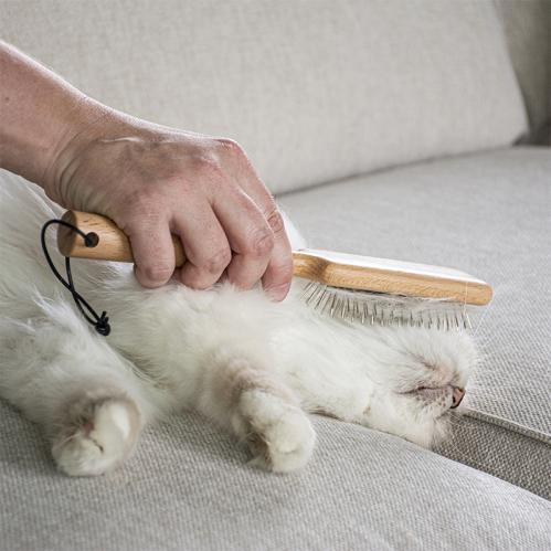 Kattborste April med rostfria piggar