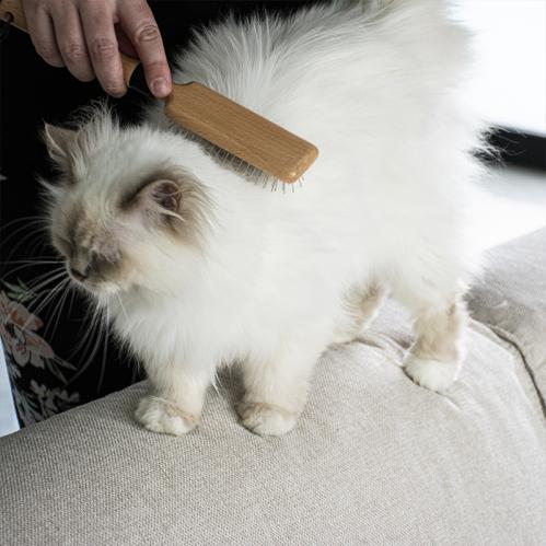 Kattborste April med rostfria piggar