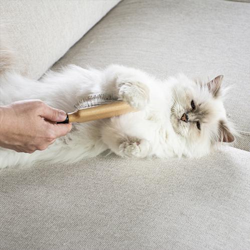 Kattborste April med rostfria piggar