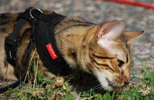 Puppia Soft Harness
