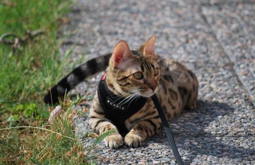 Puppia Soft Harness