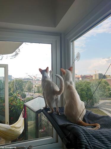 Fönsterbädd med sugproppar, för katt