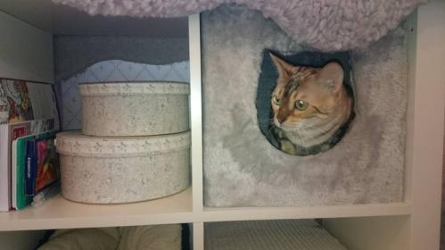 Cat cave (passar Expedit och Kallax)