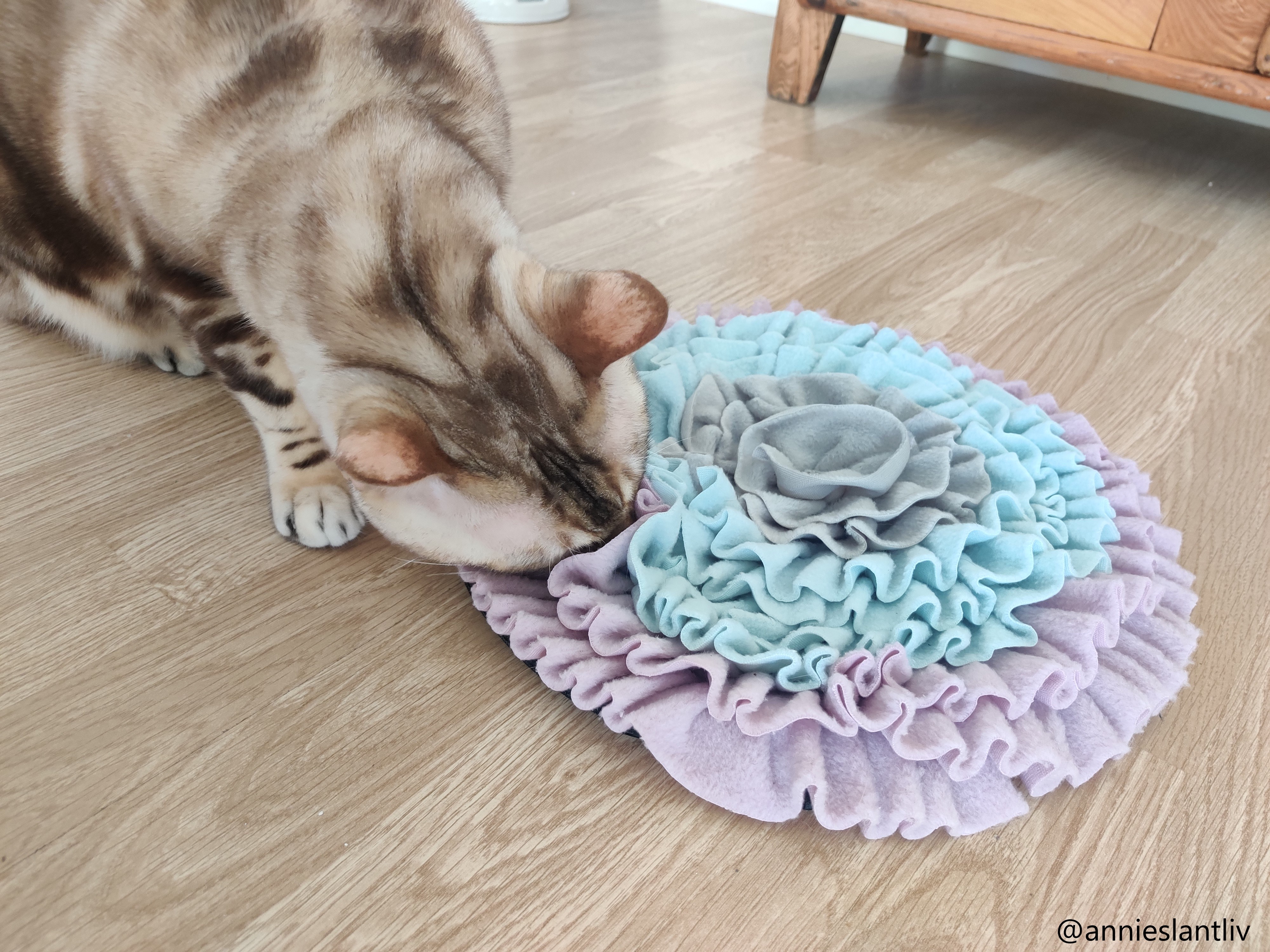 Cat activity Sniffing blanket pastellfärgad